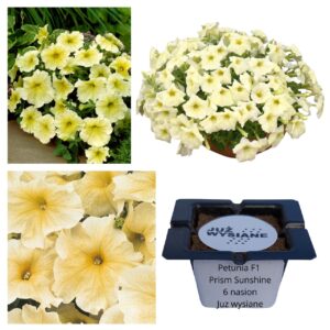 Petunia F1 Prism Sunshine żółta "JUŻ WYSIANE" nasiona