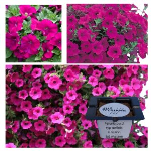 Petunia F1 Purple Glo typu surfinia "JUŻ WYSIANE" nasiona