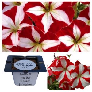 Petunia F1 Red Star czerwono-biała Gwiazda "JUŻ WYSIANE" nasiona