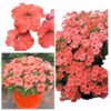 Petunia F1 Salmon Glo typu surfinia łososiowa "JUŻ WYSIANE" nasiona