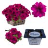 Petunia F1 Tritunia Burgund różowa "JUŻ WYSIANE" nasiona