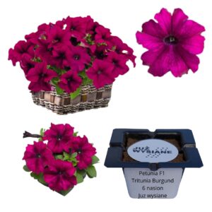 Petunia F1 Tritunia Burgund różowa "JUŻ WYSIANE" nasiona