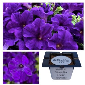 Petunia F1 Tritunia Blue niebieska "JUŻ WYSIANE" nasiona