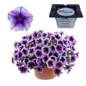 Petunia F1 Tritunia Blue Veined fioletowa "JUŻ WYSIANE" nasiona