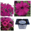 Petunia F1 Tritunia Purple ciemny róż "JUŻ WYSIANE" nasiona