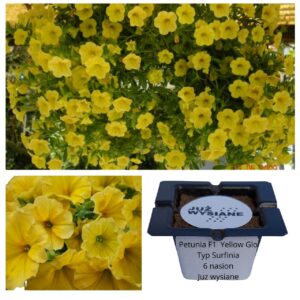 Petunia F1 Yellow Glo typu surfinia żółta "JUŻ WYSIANE" nasiona