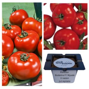 Pomidor Boderine F1 wysoki "JUŻ WYSIANE" nasiona