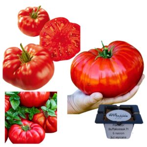 Pomidor Buffalosteak F1 wysoki "JUŻ WYSIANE" nasiona