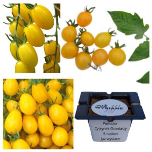 Pomidor Cytrynek groniasty "JUŻ WYSIANE" nasiona