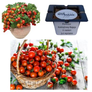 Pomidor koktajlowy słodki Bajaja "JUŻ WYSIANE" nasiona