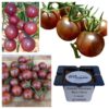 Pomidor koktajlowy Black cherry "JUŻ WYSIANE" nasiona