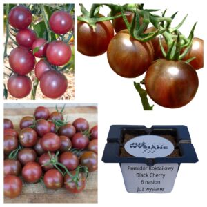 Pomidor koktajlowy Black cherry "JUŻ WYSIANE" nasiona