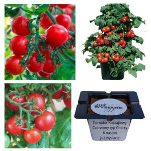 Pomidor koktajlowy czerwony typu cherry "JUŻ WYSIANE" nasiona