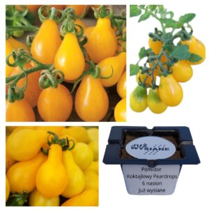 Pomidor koktajlowy Peardrops "JUŻ WYSIANE" nasiona