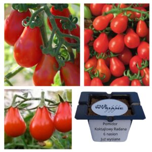 Pomidor koktajlowy Radana "JUŻ WYSIANE" nasiona