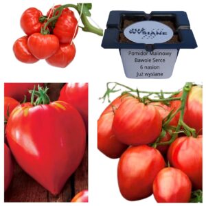 Pomidor malinowy wysoki Bawole serce "JUŻ WYSIANE" nasiona