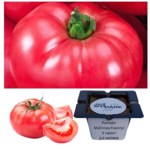 Pomidor Malinowy Faworyt "JUŻ WYSIANE" nasiona