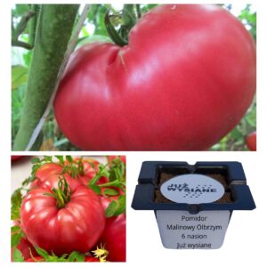 Pomidor Malinowy Olbrzym "JUŻ WYSIANE" nasiona