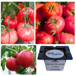 Pomidor Malinowy Warszawski "JUŻ WYSIANE" nasiona