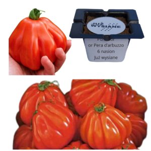 Pomidor gruntowy Or Pera d'Arbuzzo "JUŻ WYSIANE" nasiona