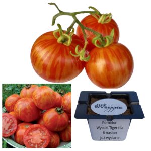 Pomidor wysoki Tigerella w paski "JUŻ WYSIANE" nasiona