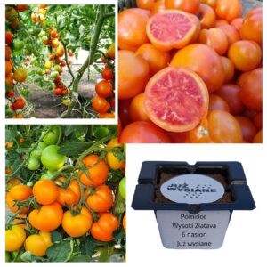 Pomidor wysoki Zlatava "JUŻ WYSIANE" nasiona