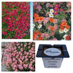 Posłonek rozesłany zimozielony "JUŻ WYSIANE" nasiona