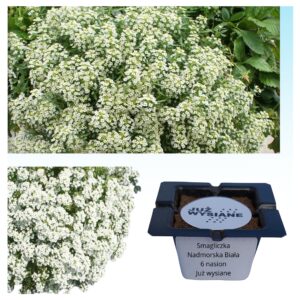 Smagliczka nadmorska biała nasiona "JUŻ WYSIANE"