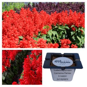 Szałwia błyszcząca intensywnie czerwona Flamex "JUŻ WYSIANE" nasiona