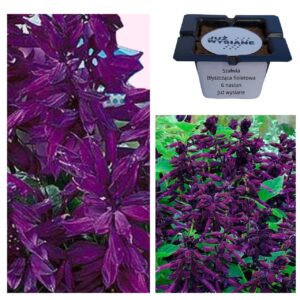Szałwia błyszcząca fioletowa Violet "JUŻ WYSIANE" nasiona