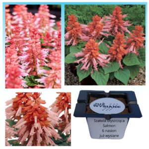 Szałwia błyszcząca łososiowa Salmon "JUŻ WYSIANE" nasiona