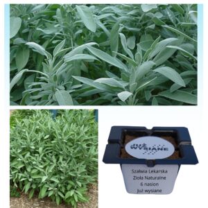 Szałwia lekarska Zioła naturalne "JUŻ WYSIANE" nasiona