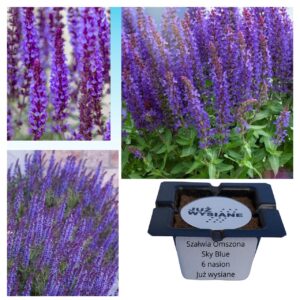 Szałwia omączona niebieska Mauritius "JUŻ WYSIANE" nasiona