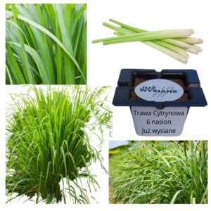 Trawa Cytrynowa Ozdobna aromatyczna Palczatka "JUŻ WYSIANE" nasiona