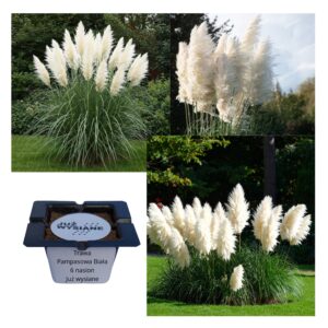 Cortaderia Trawa pampasowa biała ozdobna "JUŻ WYSIANE" nasiona