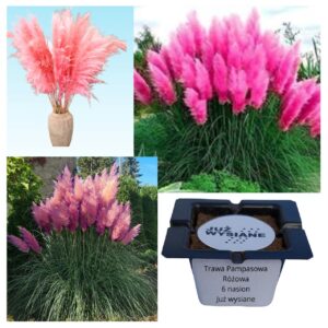 Cortaderia Trawa pampasowa różowa ozdobna "JUŻ WYSIANE" nasiona