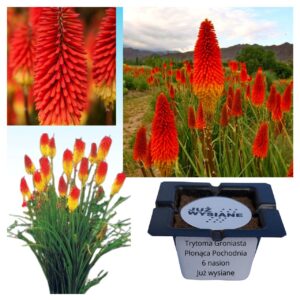 Trytoma groniasta Płonąca pochodnia "JUŻ WYSIANE" nasiona