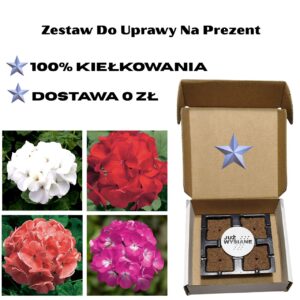 Pelargonia rabatowa 4 kolory Już wysiane nasiona Zestaw do uprawy na Prezent