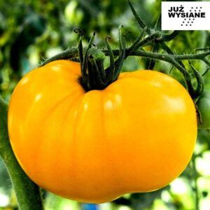 Pomidor gruntowy Jantar żółty "JUŻ WYSIANE" nasiona