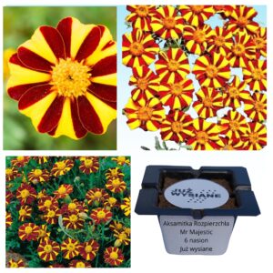 Aksamitka rozpierzchła Mr Majestic "JUŻ WYSIANE" nasiona