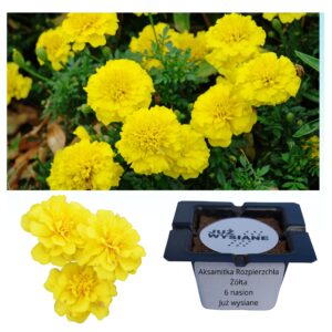 Aksamitka rozpierzchła żółta "JUŻ WYSIANE" nasiona