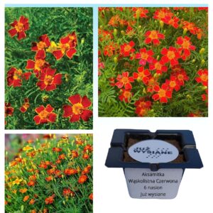 Aksamitka wąskolistna czerwona "JUŻ WYSIANE" nasiona