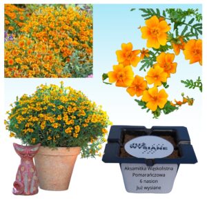 Aksamitka wąskolistna pomarańczowa "JUŻ WYSIANE" nasiona