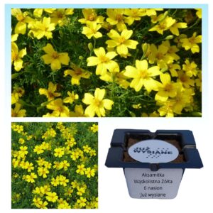 Aksamitka wąskolistna żółta "JUŻ WYSIANE" nasiona