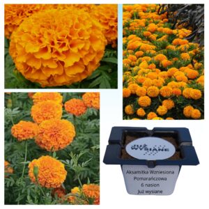 Aksamitka wzniesiona pomarańczowa "JUŻ WYSIANE" nasiona