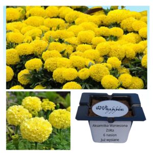 Aksamitka wzniesiona żółta "JUŻ WYSIANE" nasiona