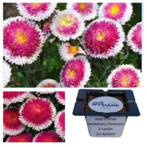 Aster chiński dwubarwny HiNoMaru "JUŻ WYSIANE" nasiona