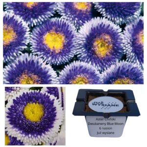 Aster chiński dwubarwny Blue Moon "JUŻ WYSIANE" nasiona