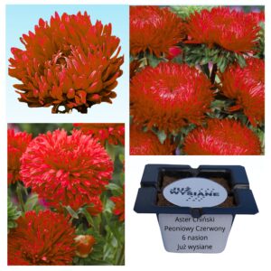 Aster chiński peoniowy czerwony "JUŻ WYSIANE" nasiona