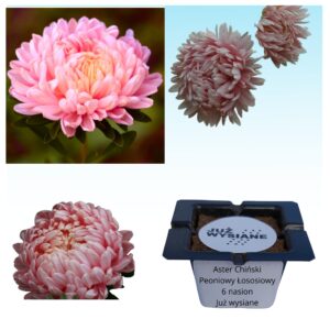 Aster peoniowy łososiowy "JUŻ WYSIANE" nasiona